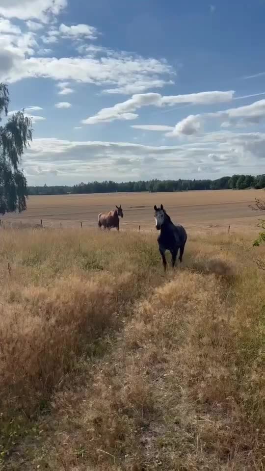 Allround hästar till salu: *Reserverad*Häst som behöver tid - Video 1