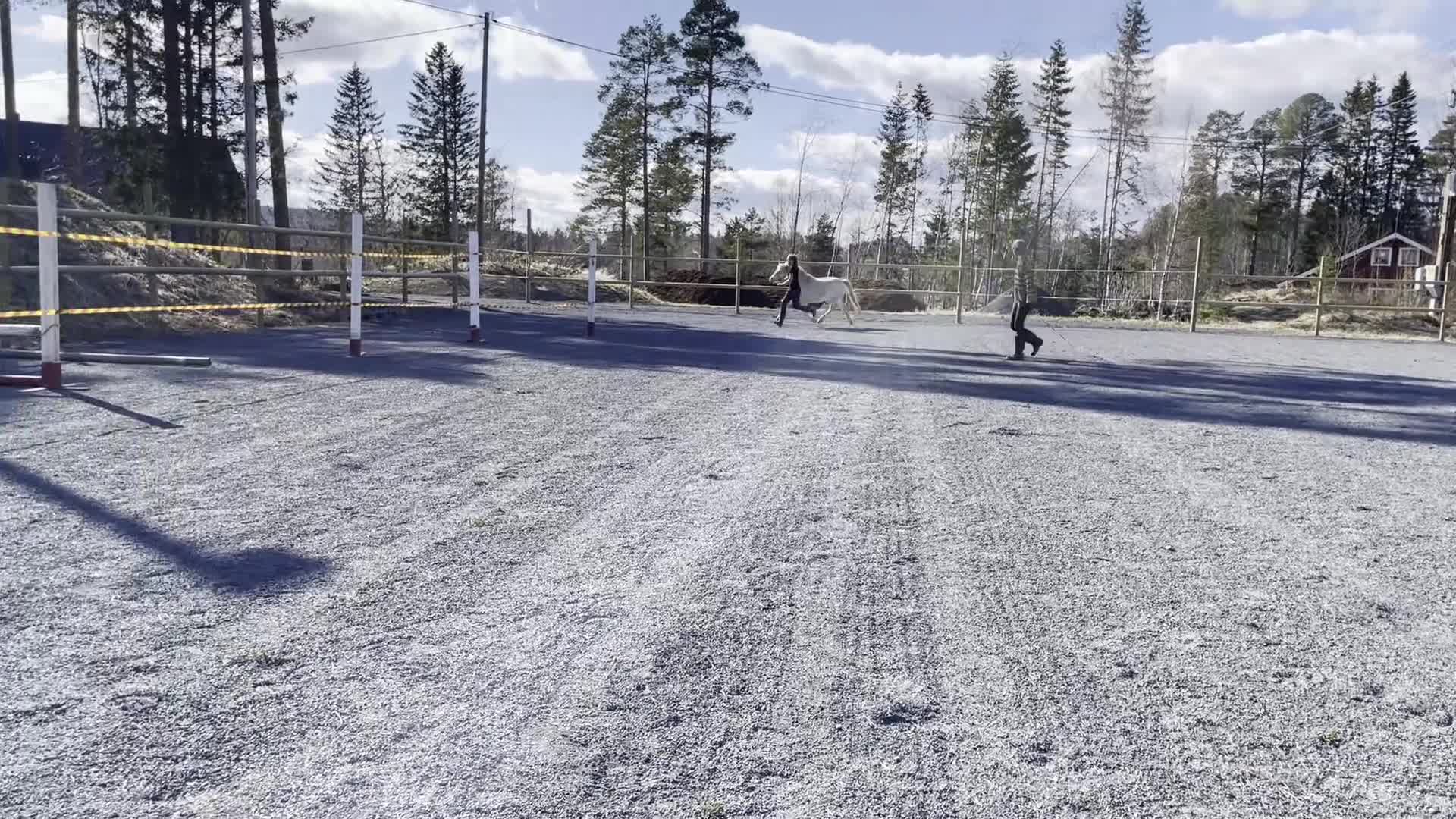 Allround hästar till salu: Powerponny i Mörsil - Video 1