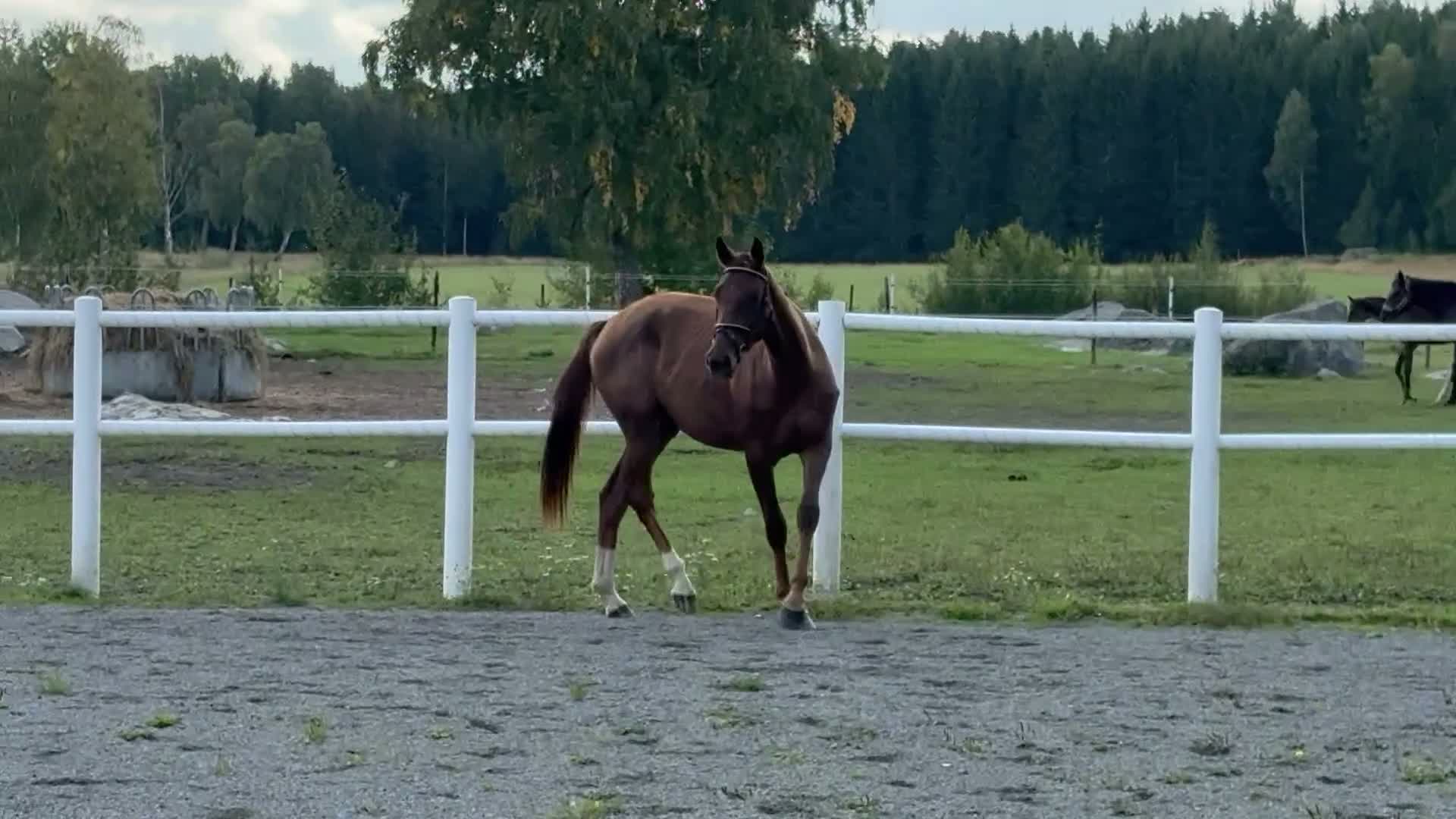 Dressyr hästar till salu: Lovande dressyrhäst e: Rosebank VH - Video 3