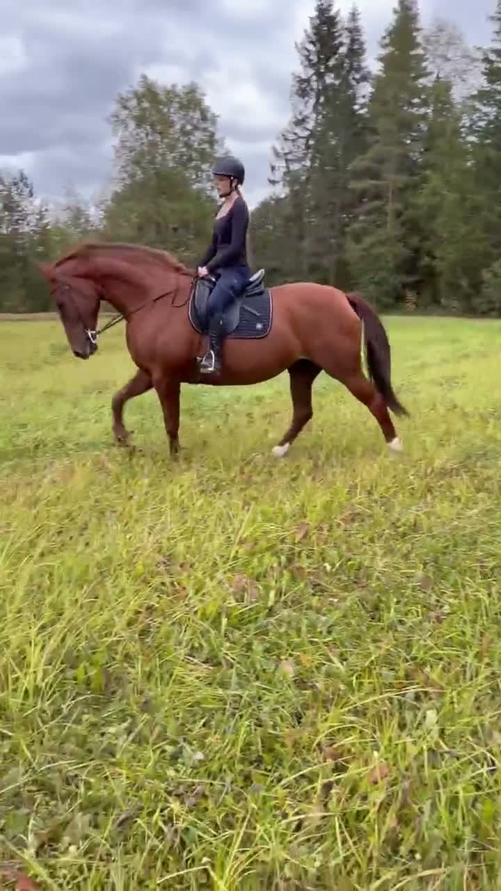 Allround hästar till salu: 11-årigt sto - Video 1