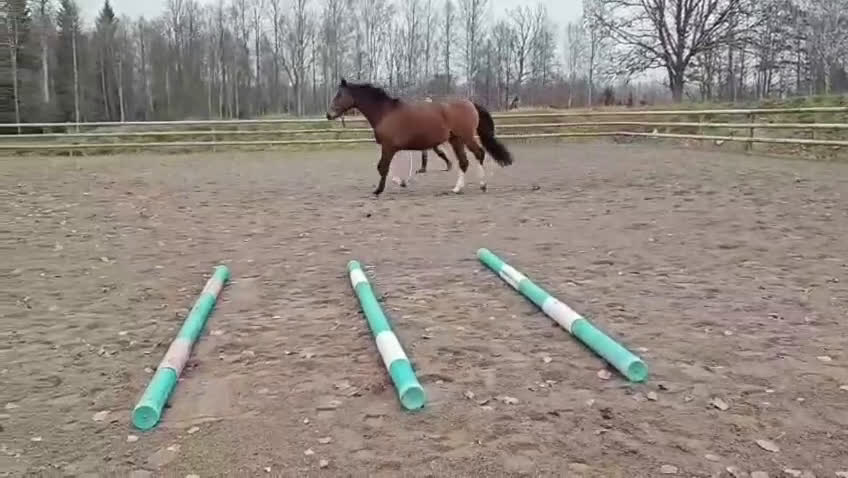 Allround hästar till salu: Vackert KWPN sto i Nybro - Video 3