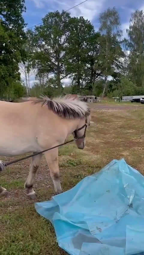 Övrigt hästar till salu: blivande livsförsäkring fjordis 1år i Ruda - Video 5