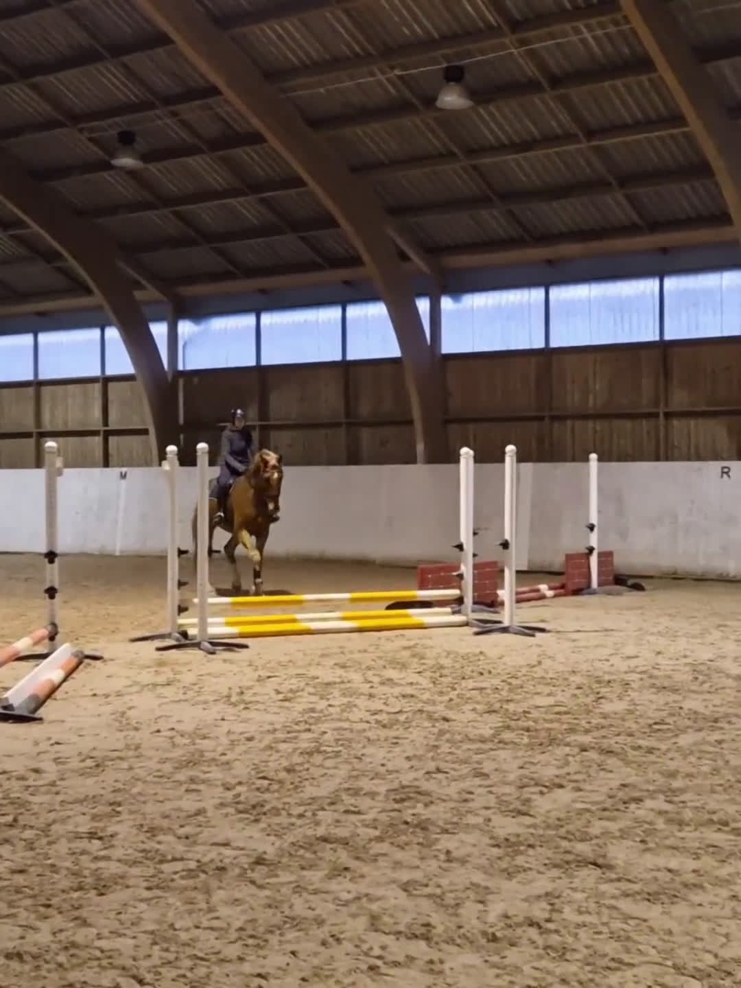 Hoppning hästar till salu: Mycket lovande unghäst ✨️ - Video 1