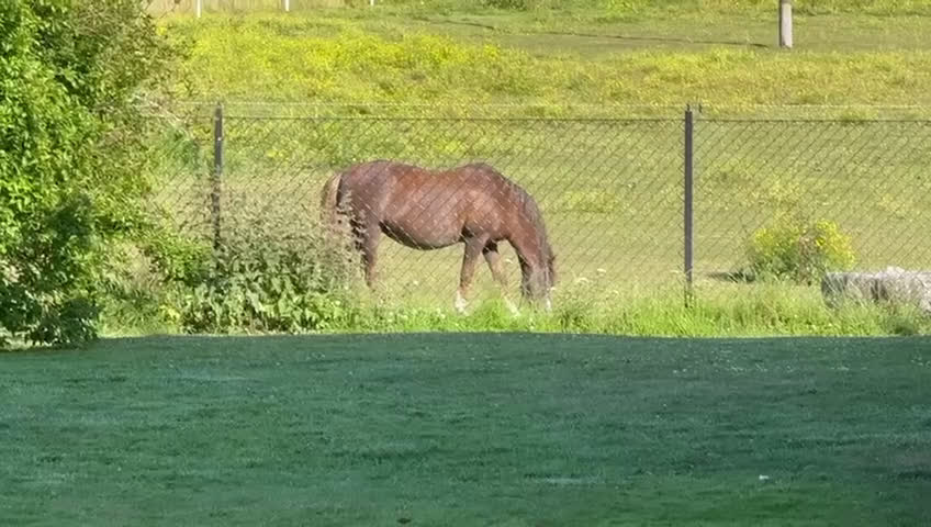  hästservice finnes: Julklappstips! Ridläger sommaren 2026 i Lidköping - Video 5