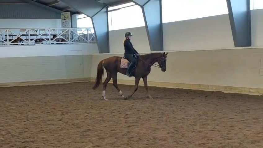 Dressyr hästar till salu: Vacker unghäst i Storvik - Video 3