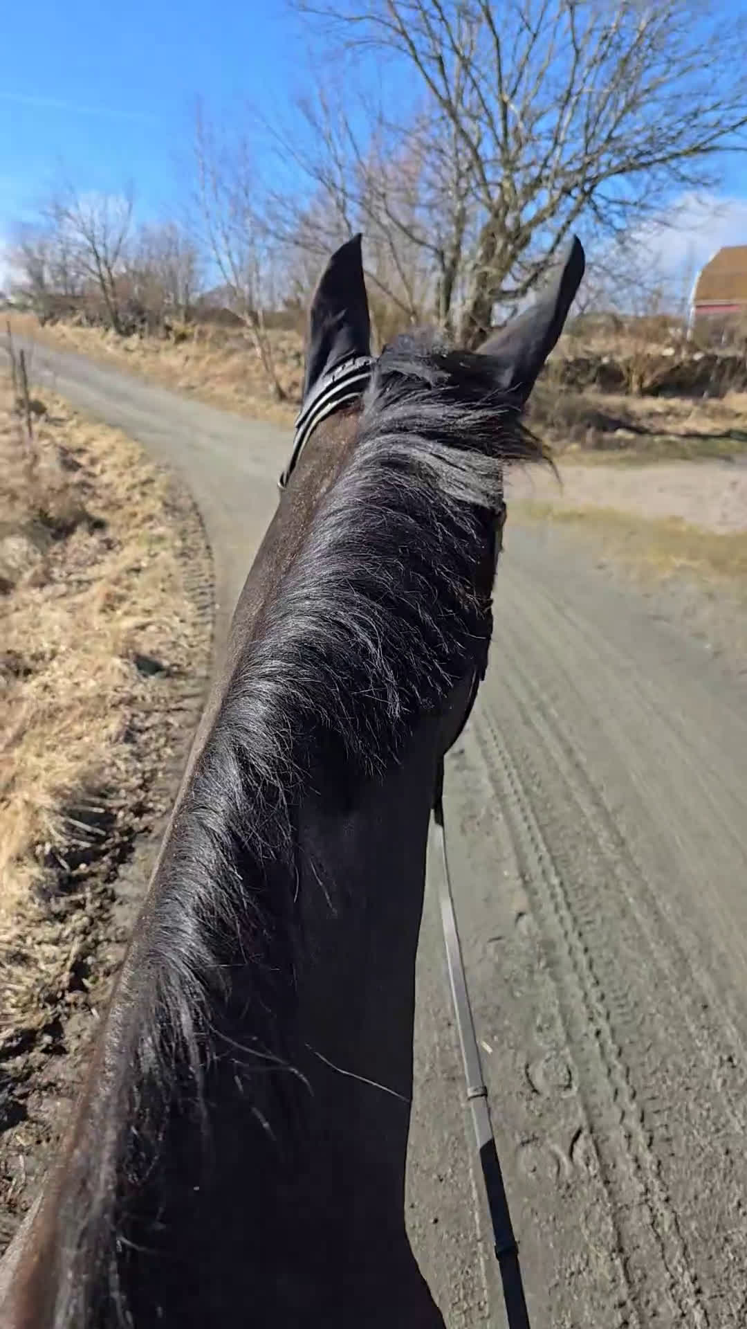  hästservice finnes: Hästservice finnes. i Varberg - Video 1