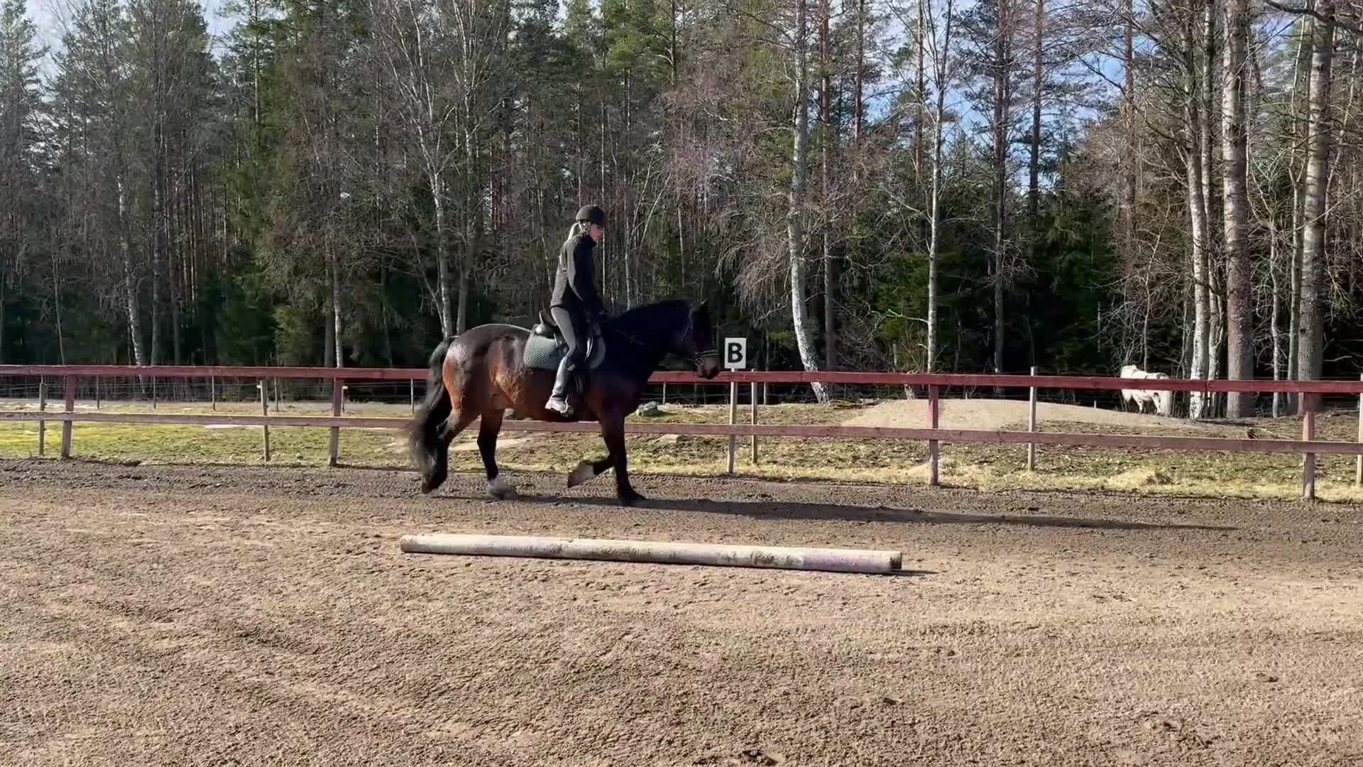 Allround hästar till salu: Börje  - Video 2