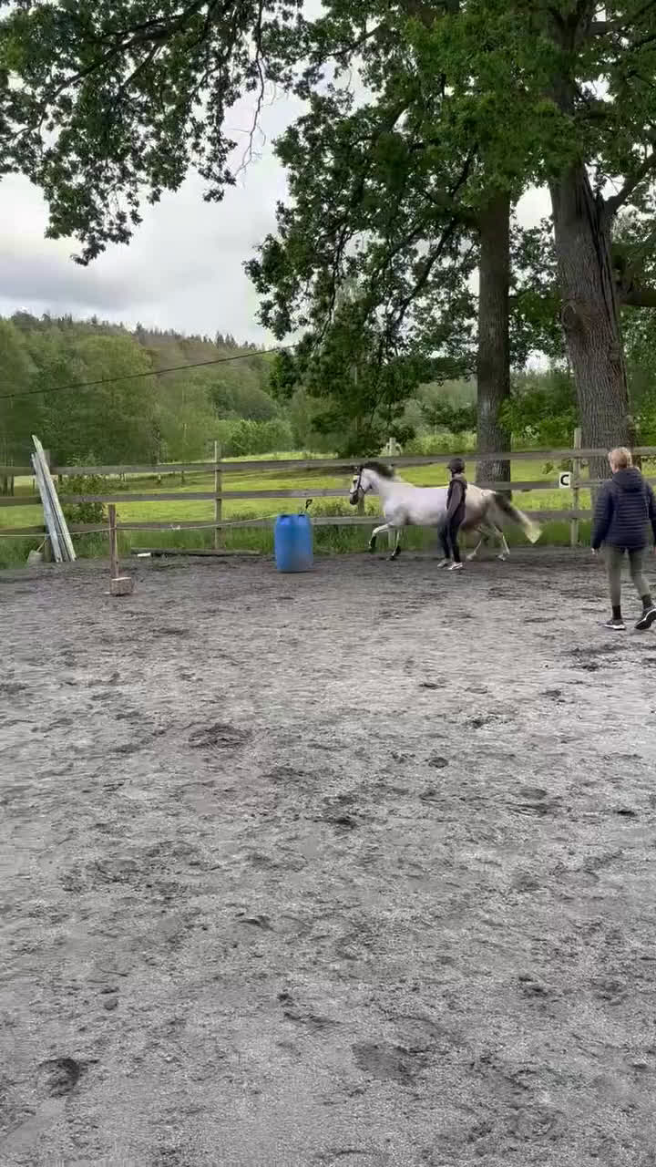 Hoppning hästar till salu: Maxad D-ponny - Video 1