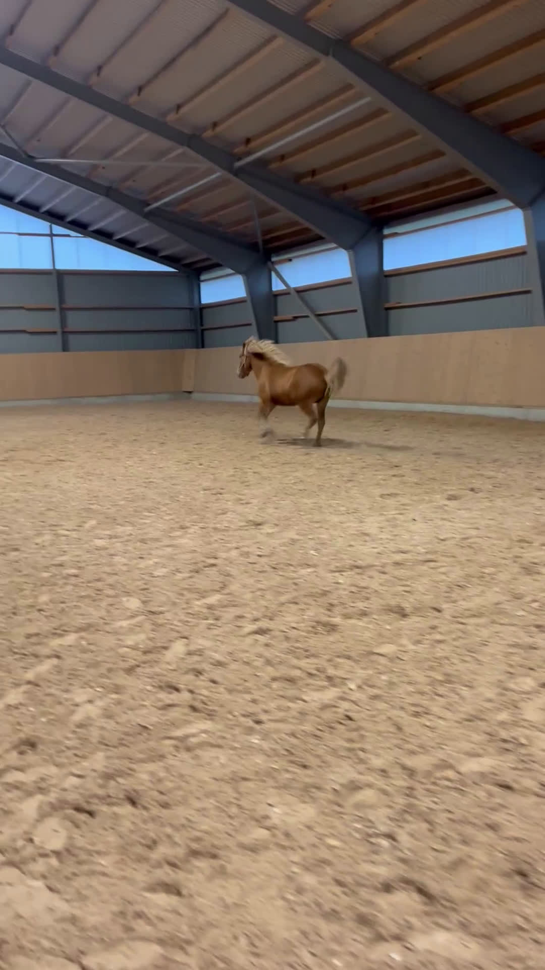 Island hästar till salu: Mycket fin utvevklingsbar valack  i Gävle - Video 1