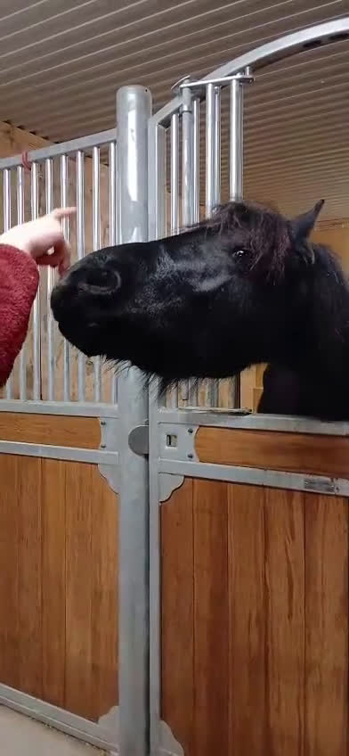 Allround hästar till salu: Pigg och glad Frieser (evt byte)  - Video 2