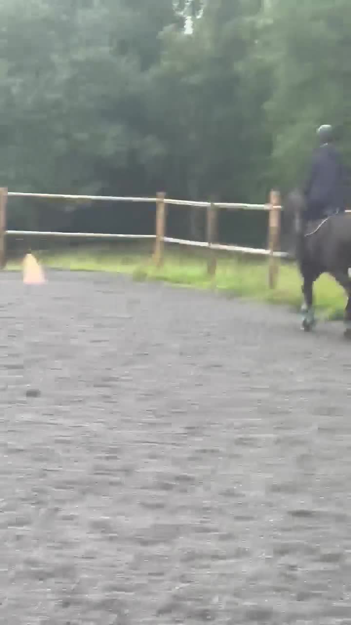 Allround hästar till salu: Snäll, elegant och känslig valack med stort hjärta - Video 3