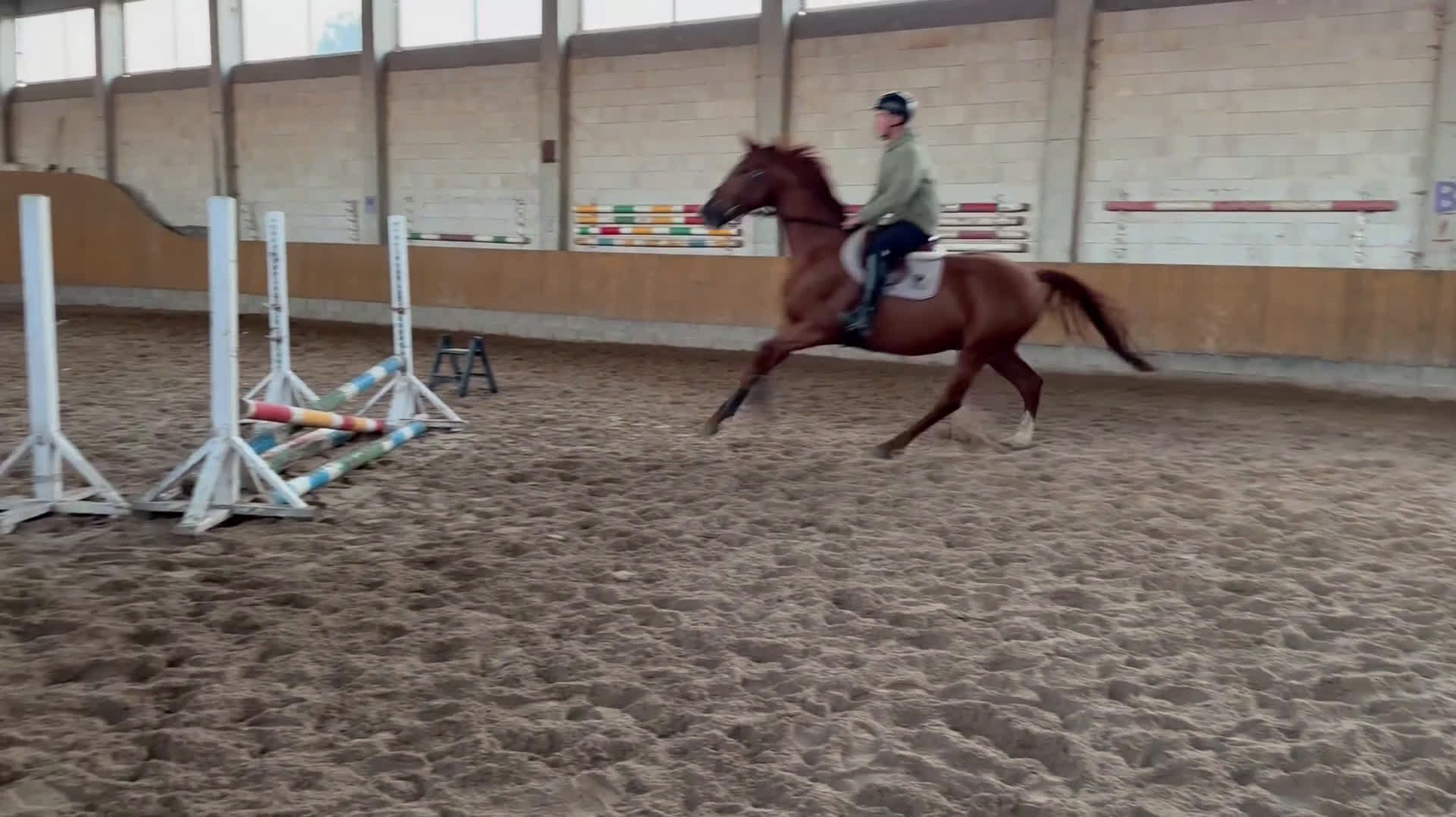 Allround hästar till salu: Talented chestnut by Carerra VDL i Nynäshamn - Video 1