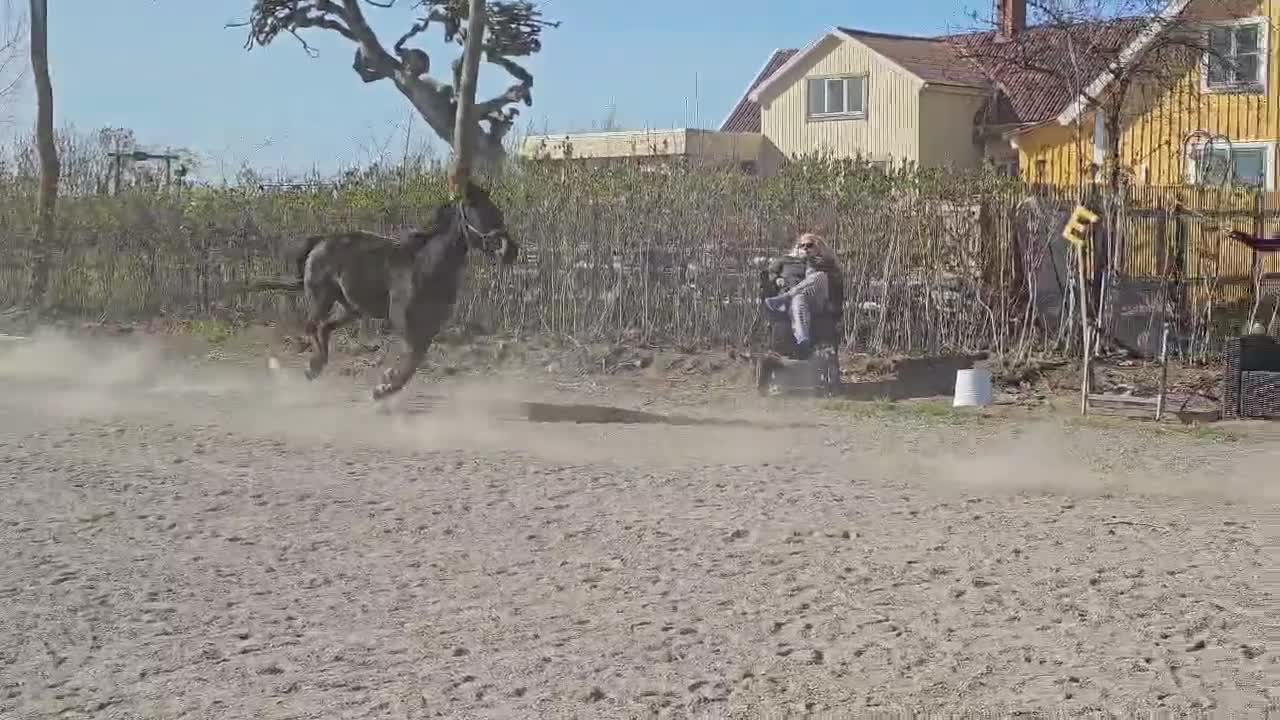 Allround hästar till salu: Oslipad diamant - Video 2