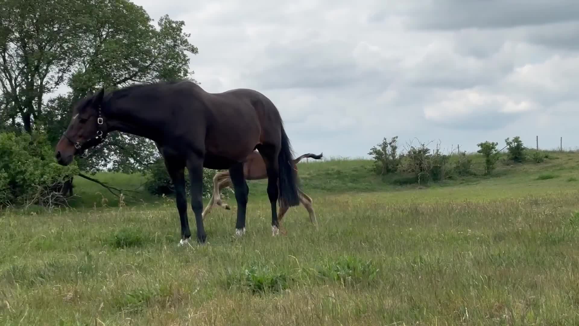 Hoppning hästar till salu: Din drömhäst? - Waylon Cash - Video 1
