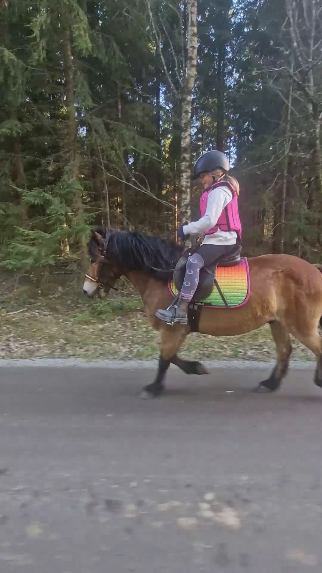 Allround hästar till salu: En tuff kille i Kalvsvik - Video 1