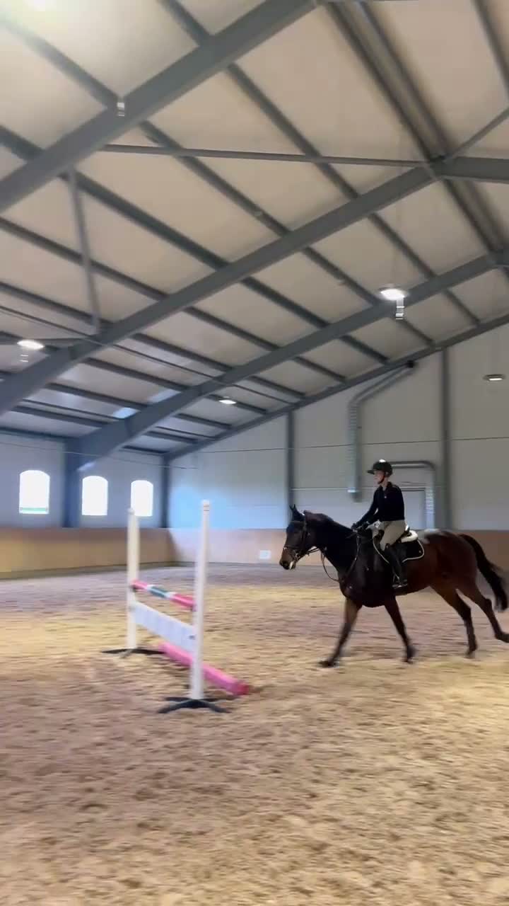 Hoppning hästar till salu: 5årig SWB-valack - Video 1