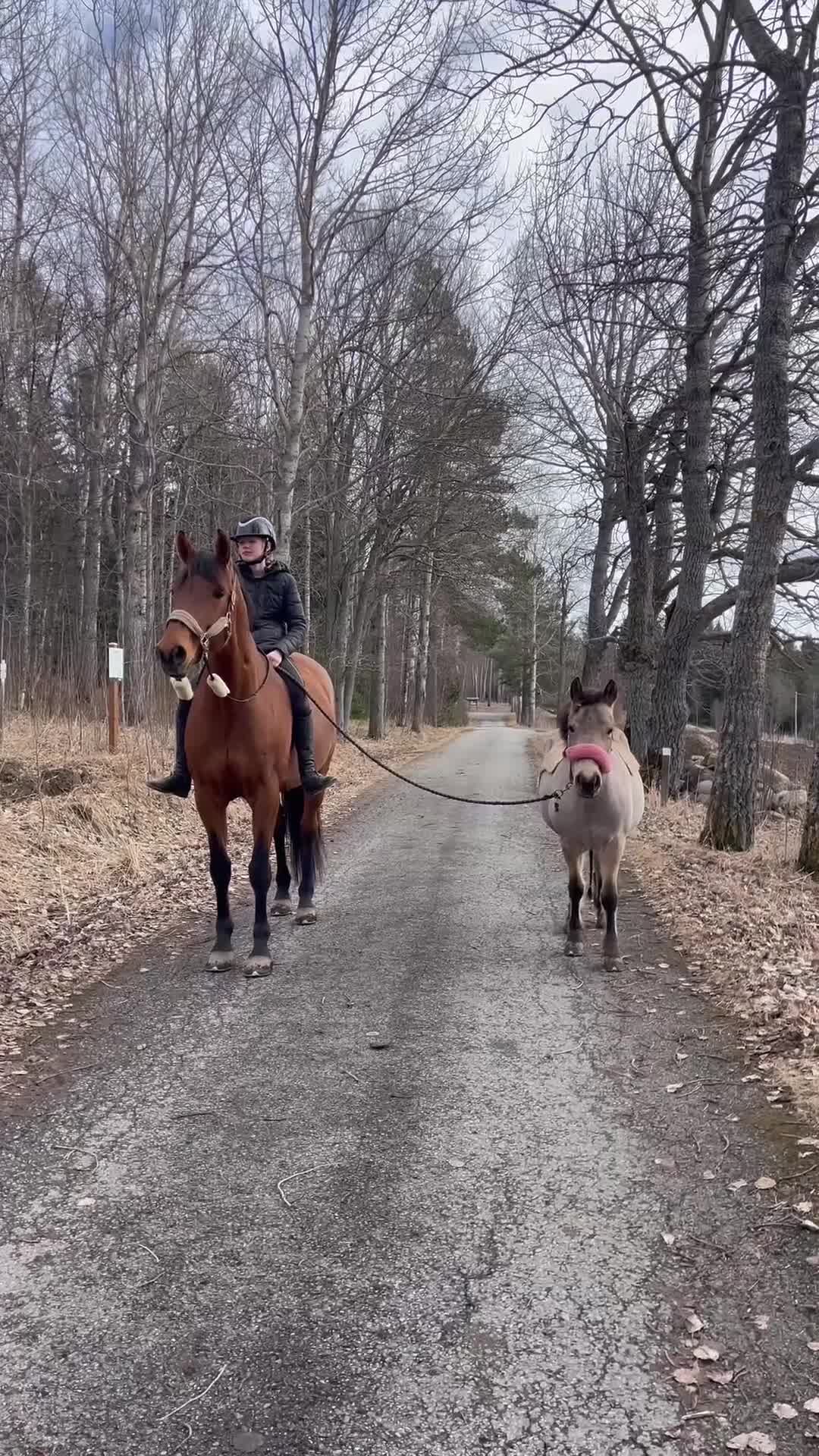 Allround hästar till salu: Världens bästa bponny🩷🌟 - Video 1