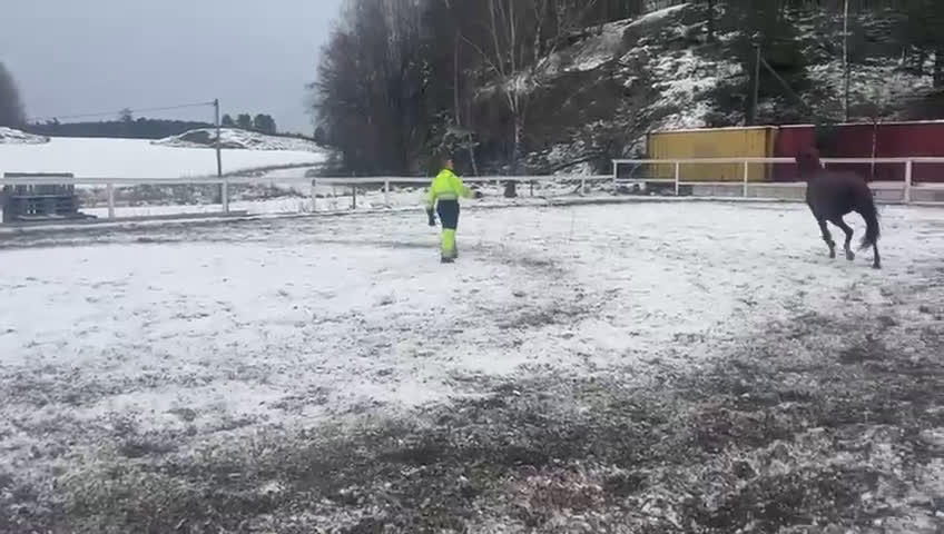 Dressyr hästar till salu: Mycket vackert selektionssto i Österhaninge - Video 4