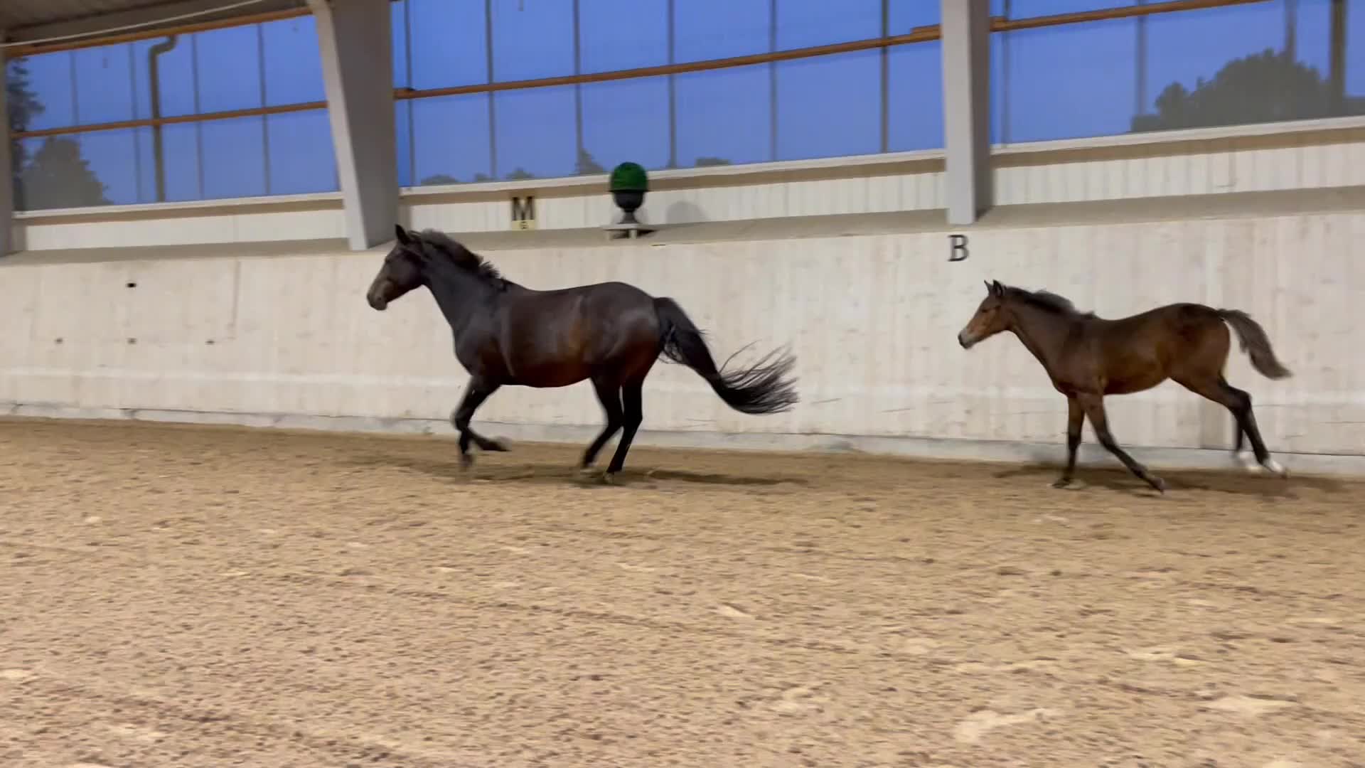 Allround hästar till salu: Välstammad underbar ridponny för hobbyridning - Video 1