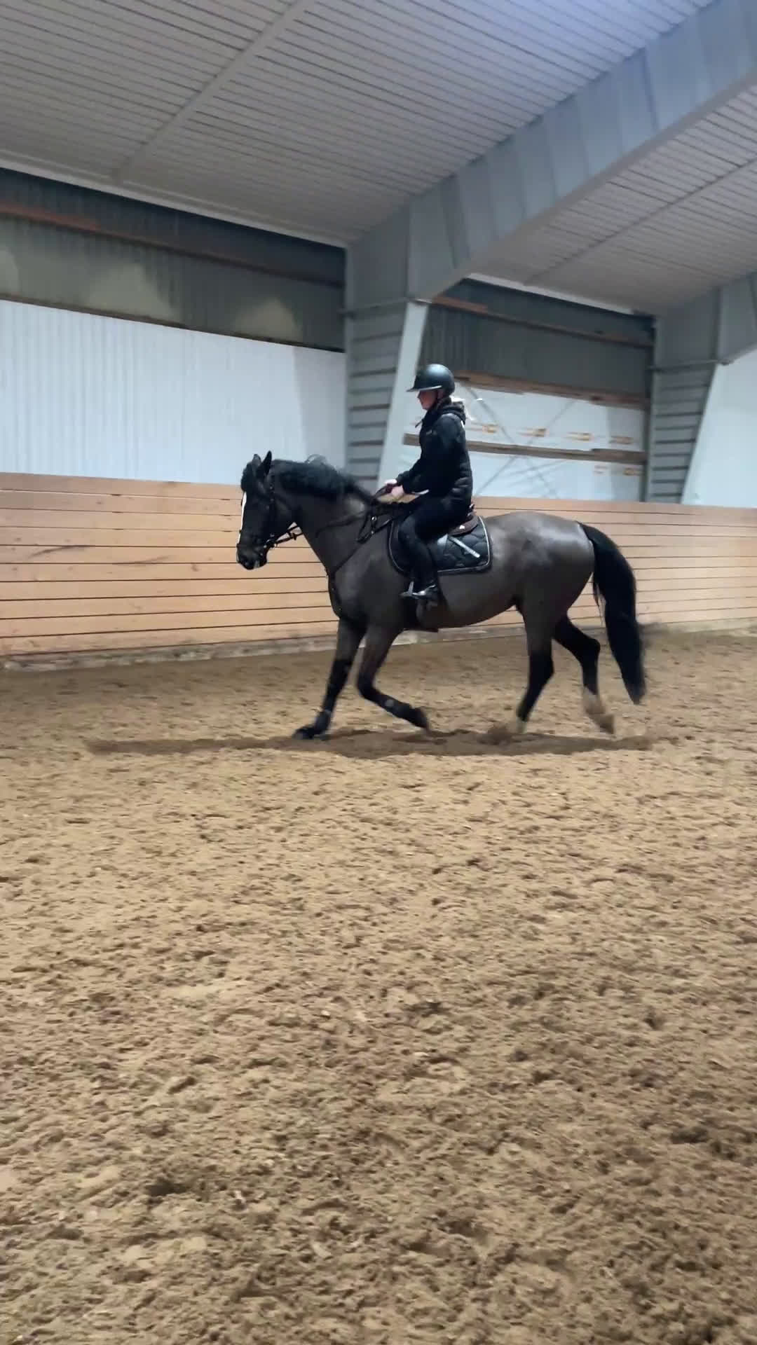 Allround hästar till salu: SWB-sto – fin vardagshäst - Video 1