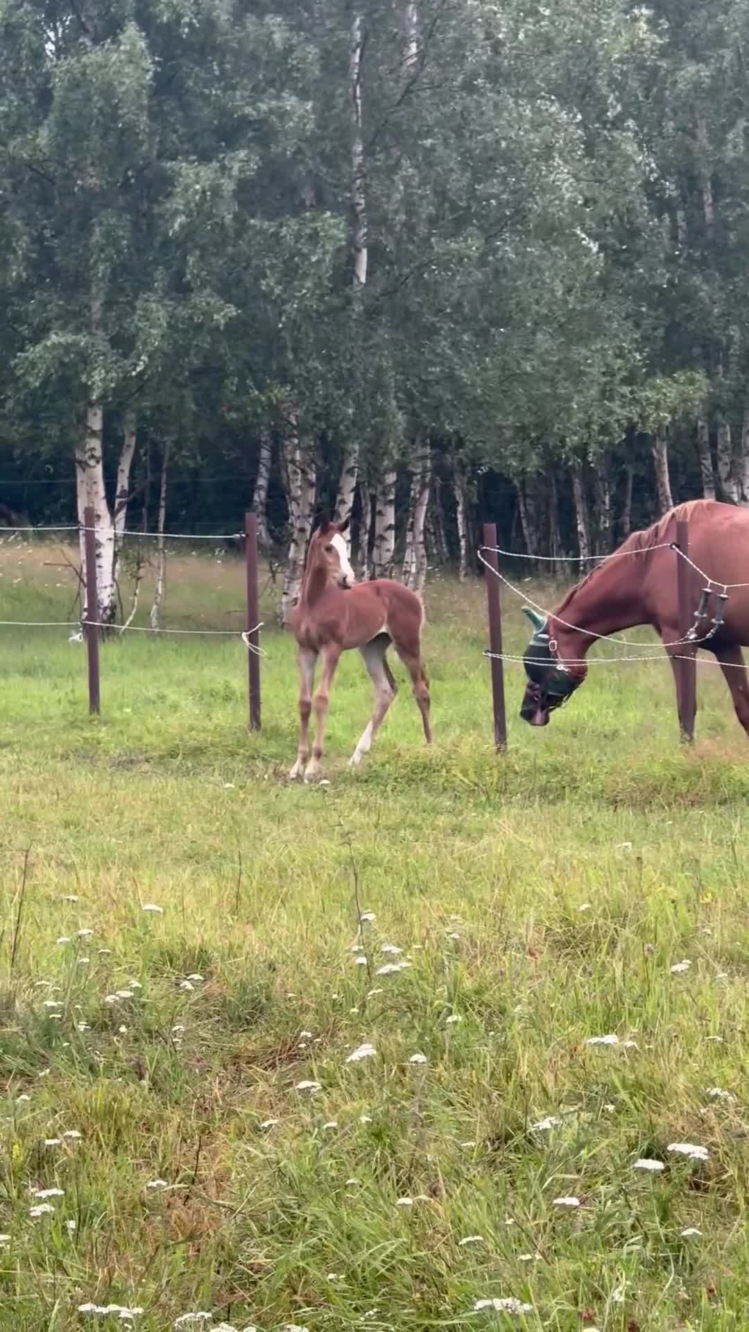 Hoppning hästar till salu: Modernt stoföl ur prestationsstark hoppstam - Video 1
