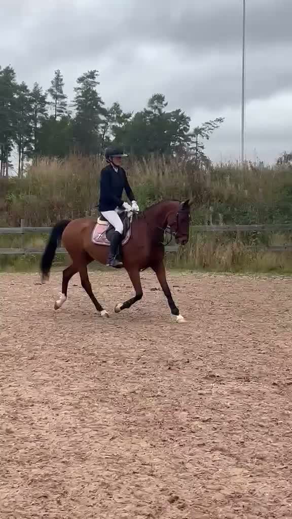 Dressyr hästar till salu: Välutbildad dubbeltalang Kat D! - Video 4