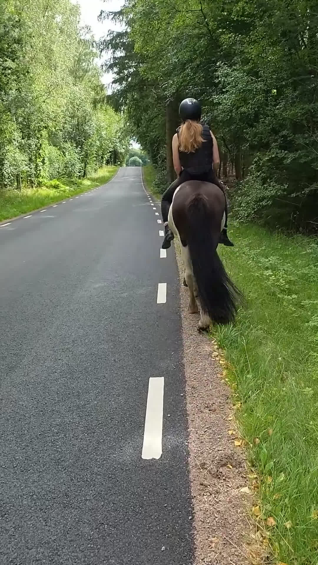 Island hästar till salu: Vacker valack till salu - Video 3