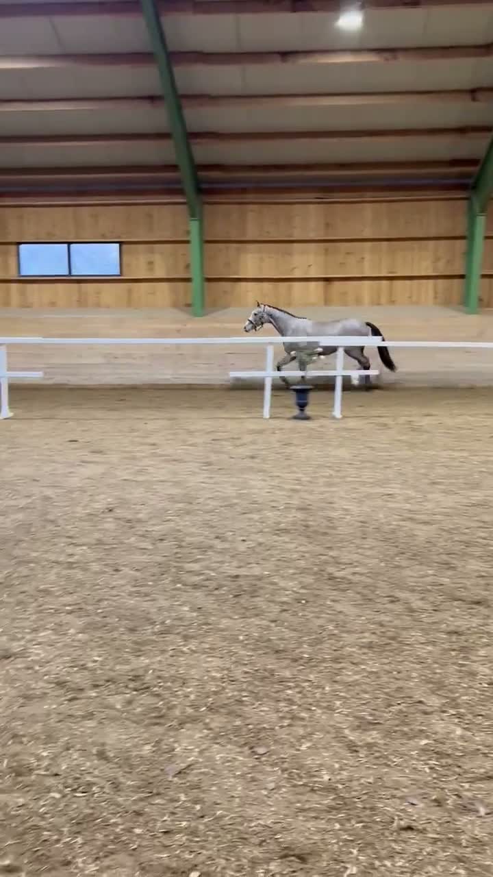 Hoppning hästar till salu: Lovande 3-årigt SWB sto - dräktigt med Harley EK - Video 1