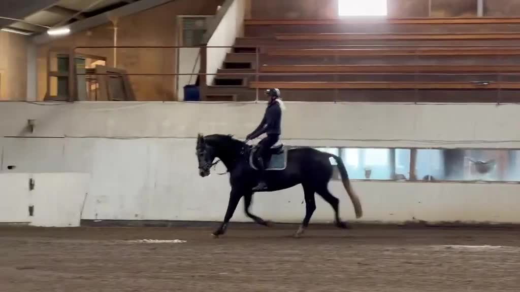 Dressyr hästar till salu: SWB Valack född 2022 i Järfälla - Video 1