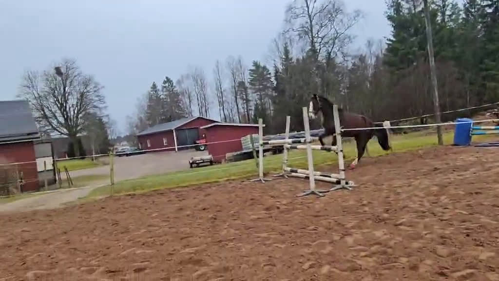 Allround hästar till salu: Projekt/Avelssto - Video 1