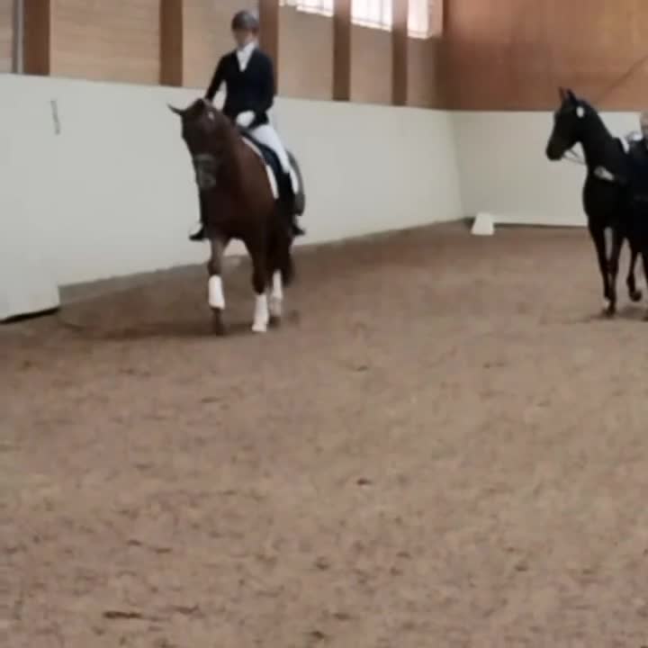 Avelshästar hästar till salu: Dressyrsto till avel - Video 1