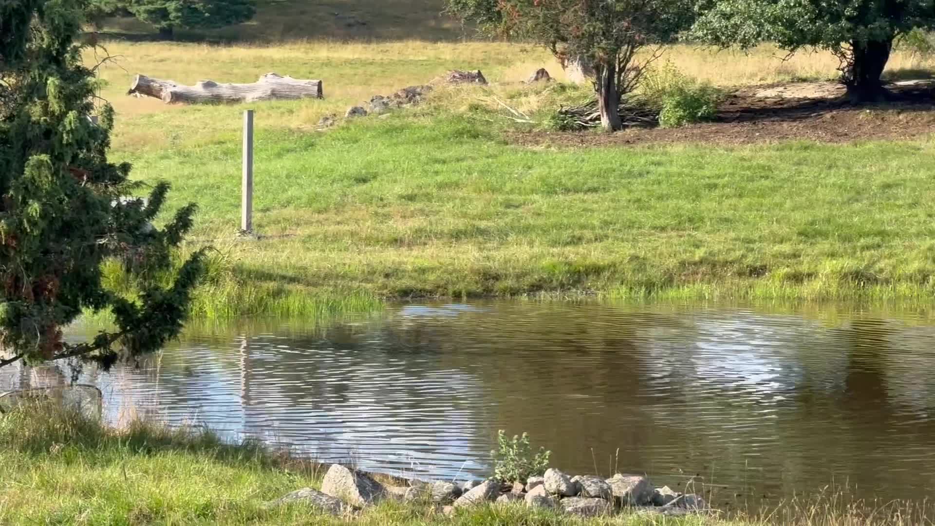 Hoppning hästar till salu: Söt tävlingsponny - Video 1