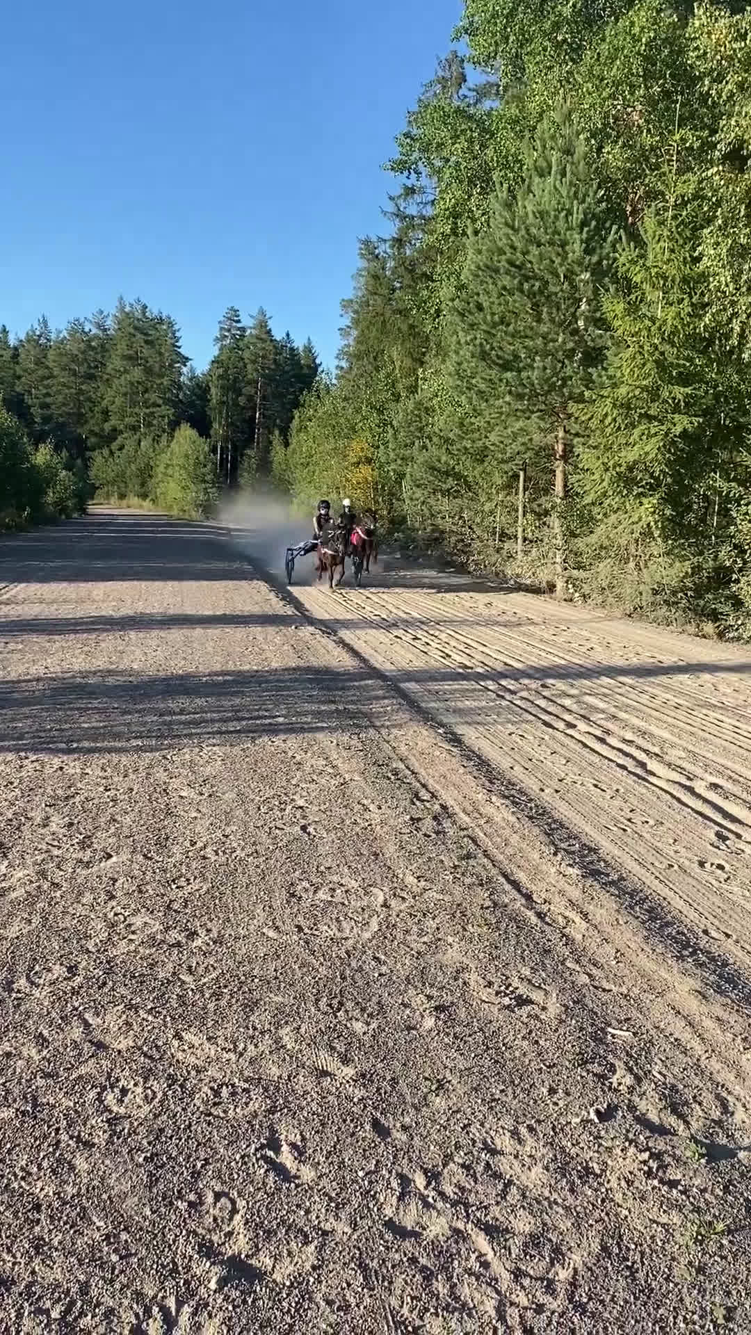 Trav hästar till salu: Läromästare  i Nybro - Video 3