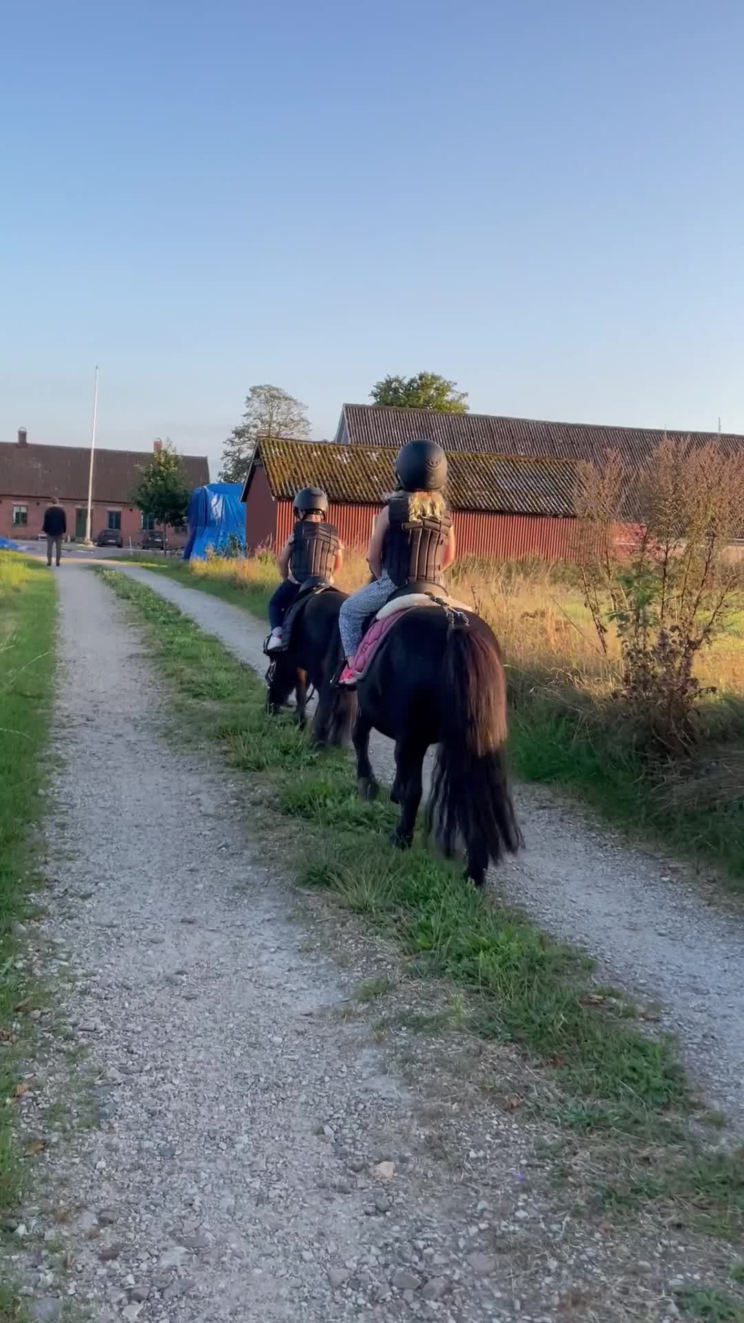 Allround hästar till salu: Världens sötaste lilla ponny - Video 2