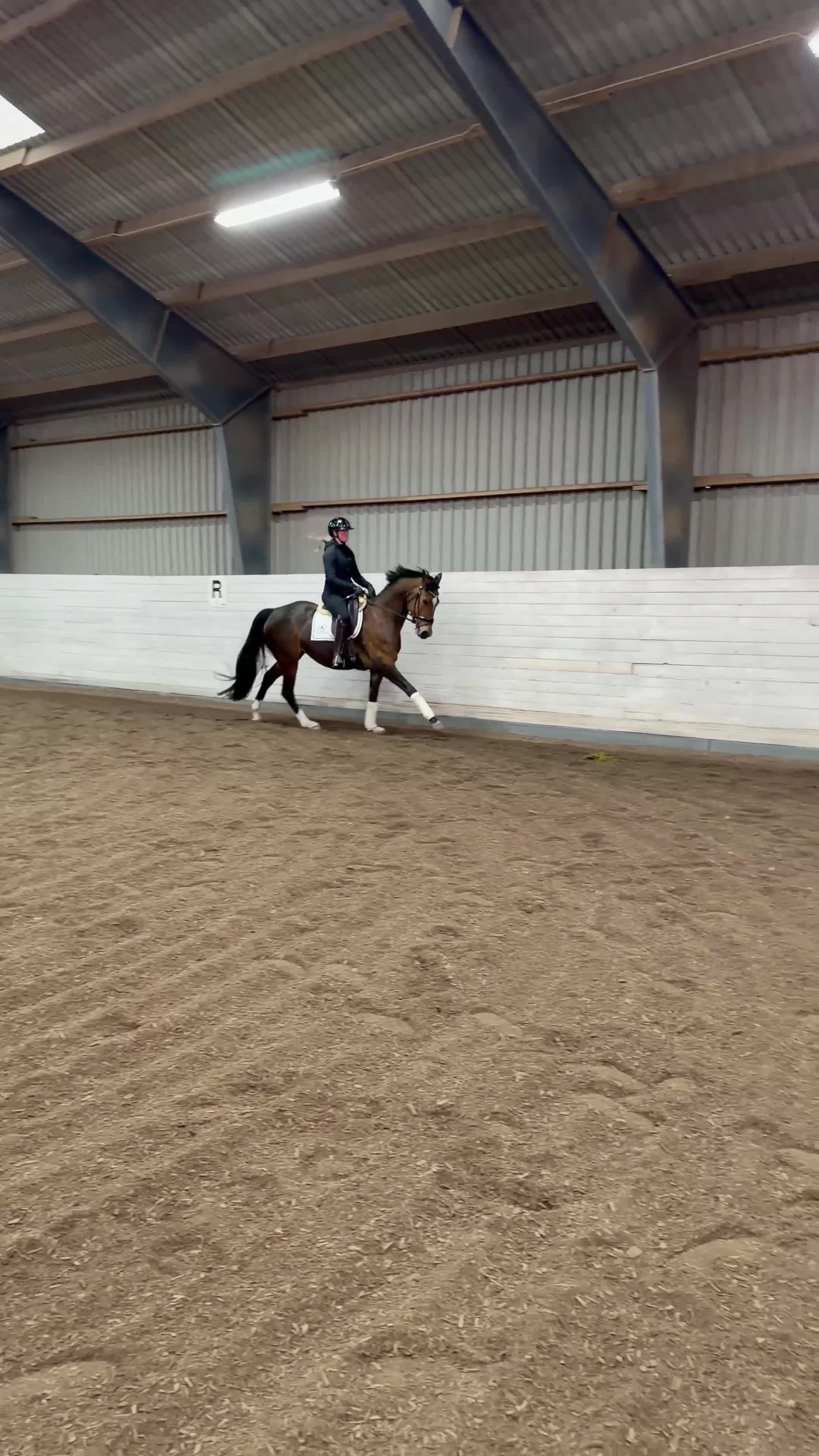 Dressyr hästar till salu: 5-årigt sto med utstrålning  - Video 2
