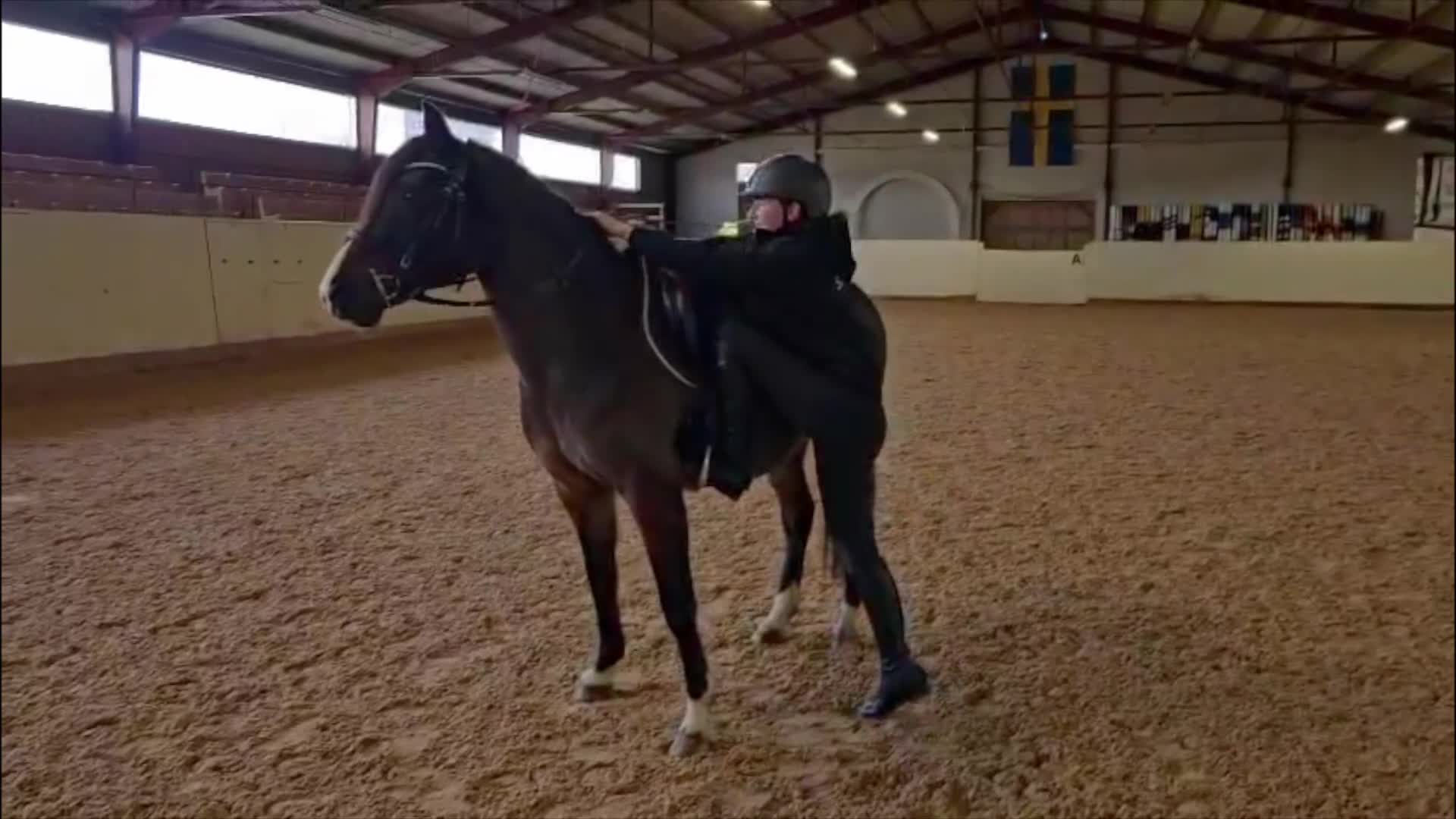 Allround hästar till salu: Pärlan letar fortfarande efter rätt hem - Video 1