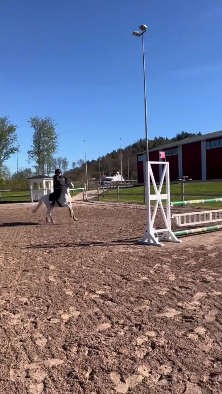 Hoppning hästar till salu: Breeze söker sitt nya hem - Video 1