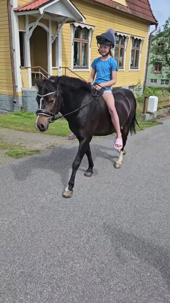 Allround hästar till salu: Världens bästa ponny! - Video 4