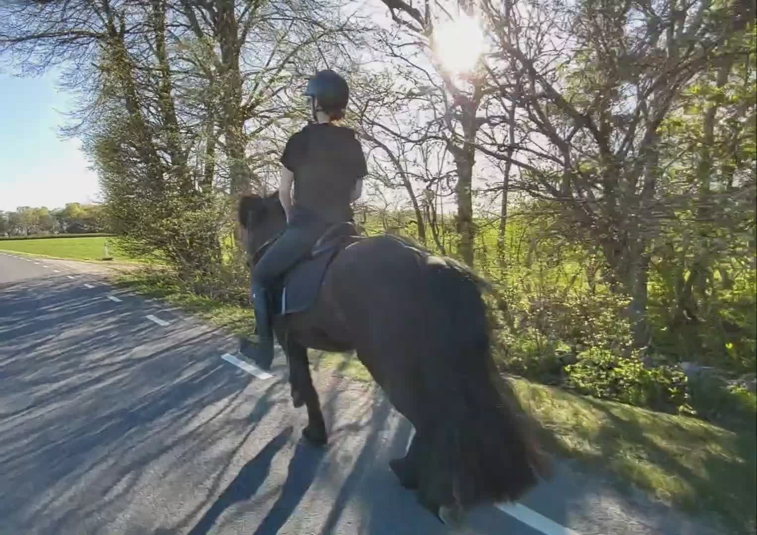 Island hästar till salu: Trygg islandshäst med fin tölt - Video 1