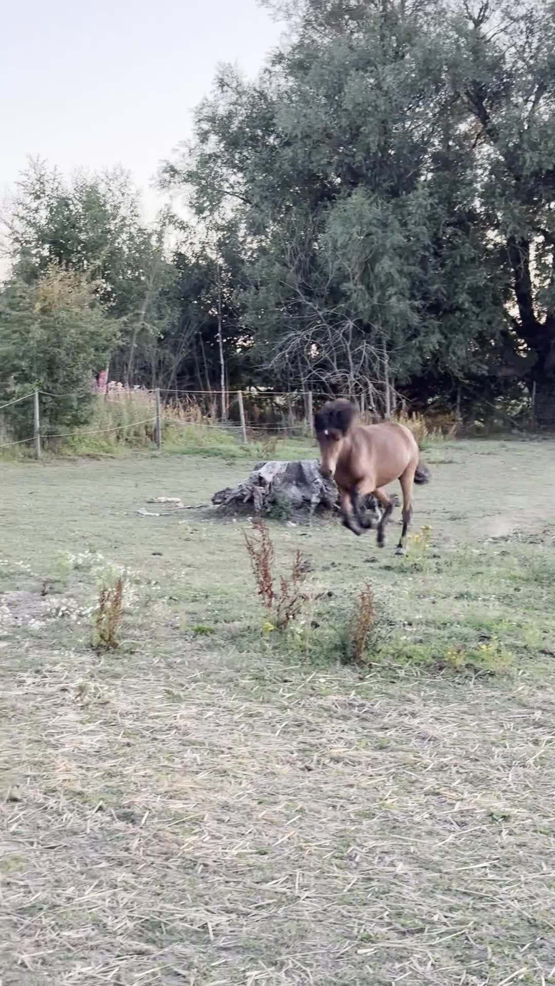 Island hästar till salu: Fantastisk femgångare redo för inridning! - Video 1