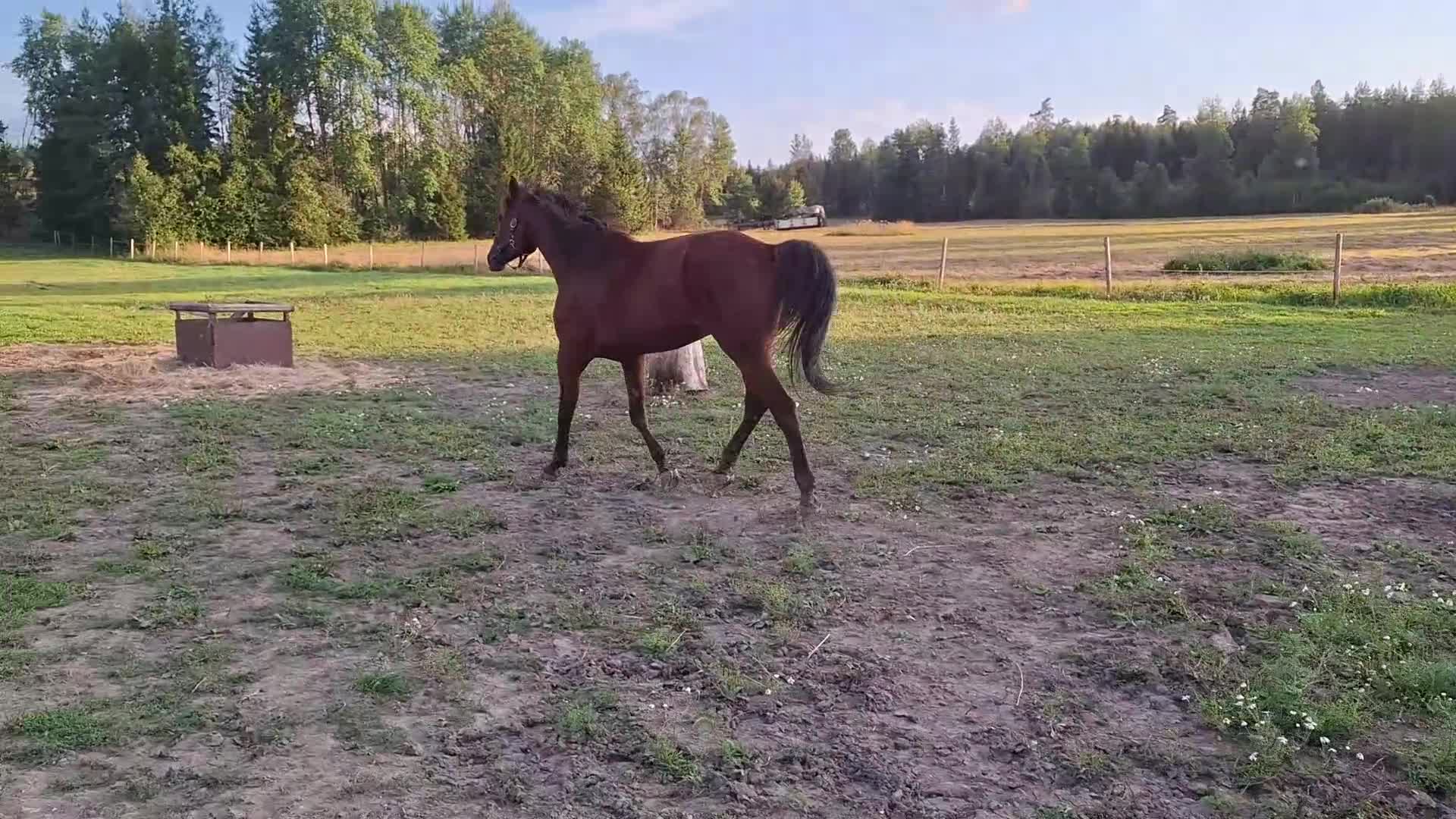 Trav hästar till salu: Snäll travare/rid - Video 1