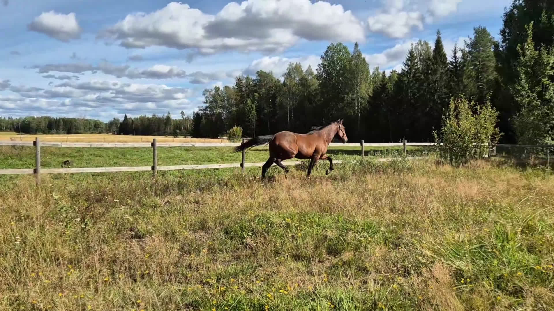 Trav hästar till salu: 2 åring i Sala - Video 1