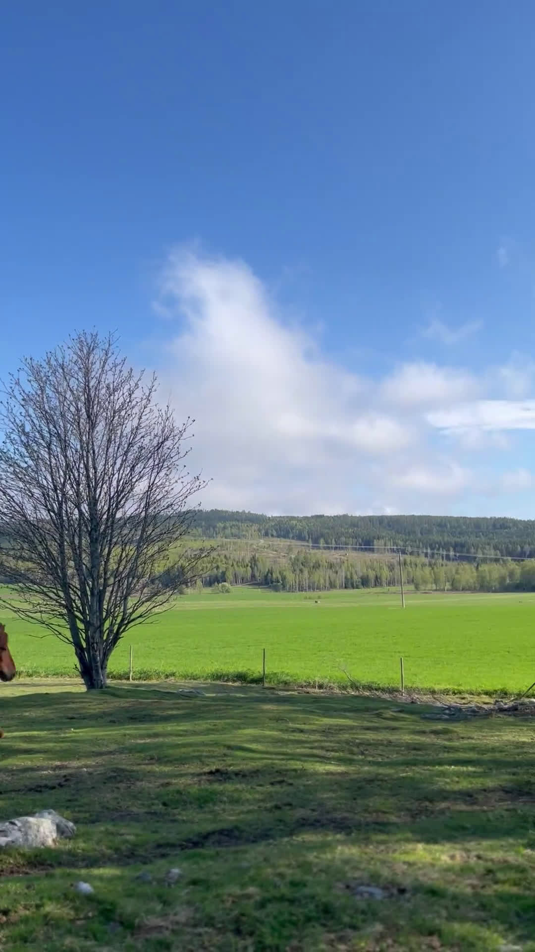 Island hästar till salu: Pigg och snäll isprins i Ullånger - Video 2