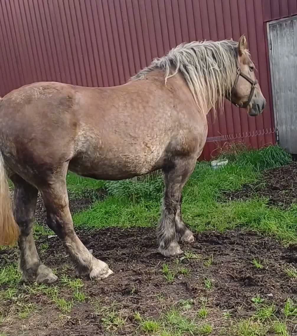 Allround hästar till salu: 9 årigt ardennersto i Uddevalla - Video 2