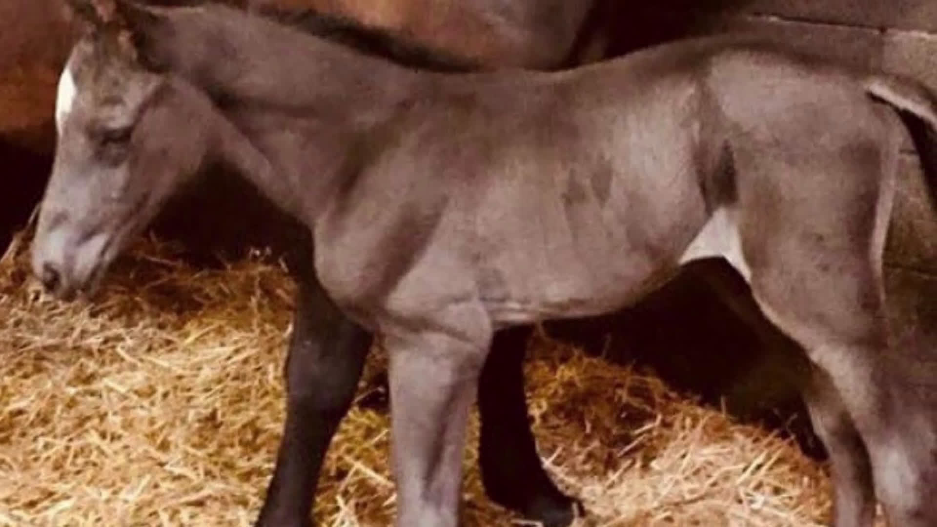 Allround hästar till salu: Din framtida stjärna inom hoppning eller dressyr  i Valbo - Video 1