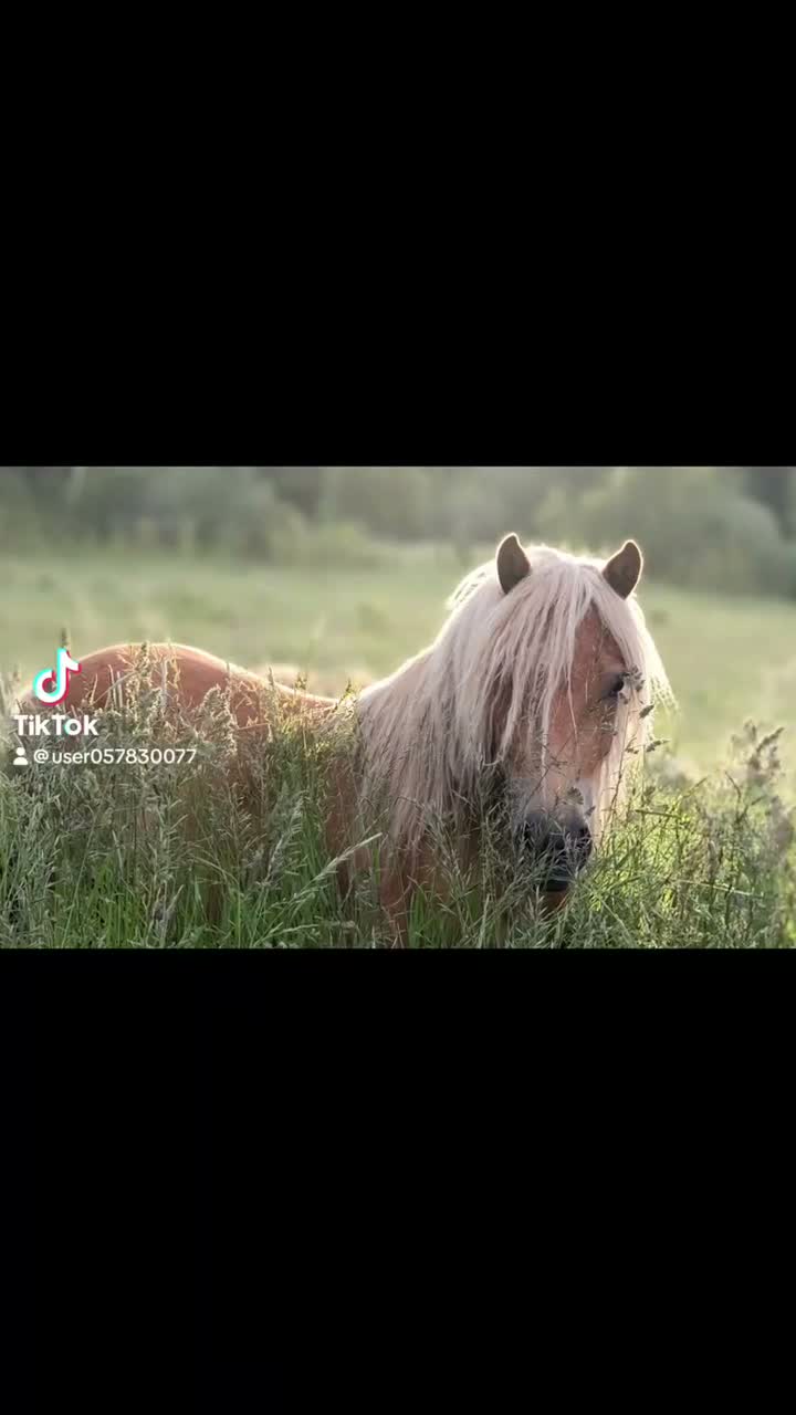 Allround hästar till salu: En fantastisk 3 åring  - Video 1