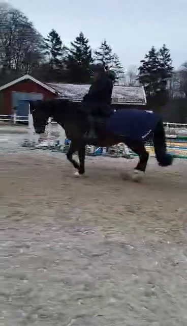 Allround hästar till salu: Rolig hobbyhäst  i Frillesås - Video 3