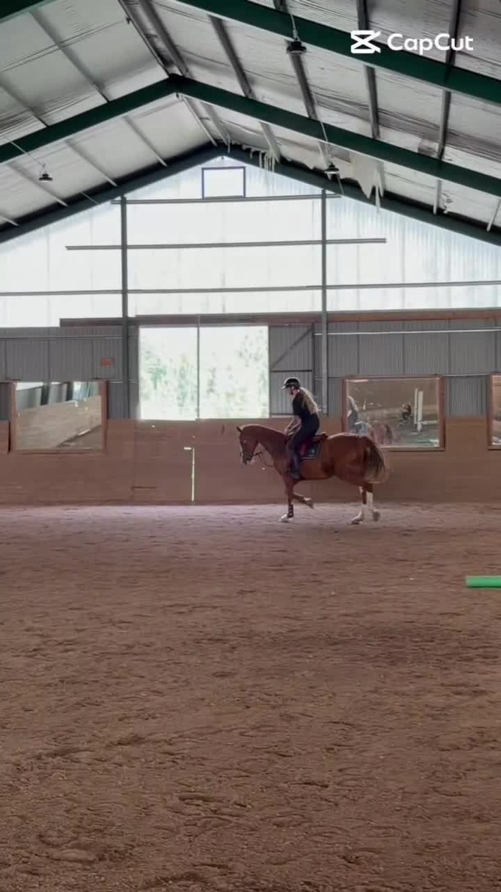 Hoppning hästar till salu: 11 årigt sto som gått 140/haft föl - Video 1