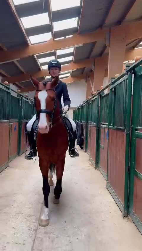 Working Equitation hästar till salu: Slående vacker lusitano för dressyr och WE - Video 2
