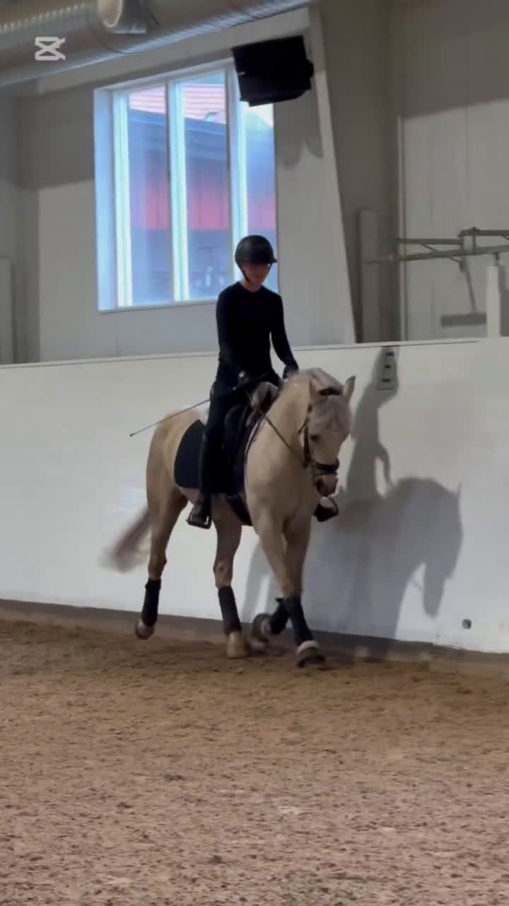 Allround hästar till salu: Älskad ponny med internationella meriter!  i Värmdö - Video 1